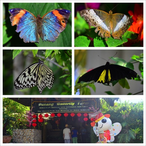 Buterflies penag_Collage