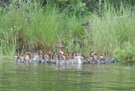 Ducklings on the NFCT