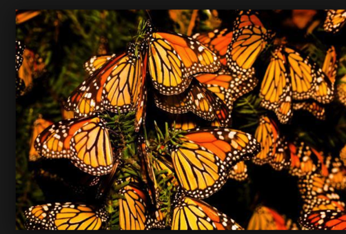Monarch migrations