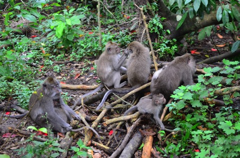 monkey group 