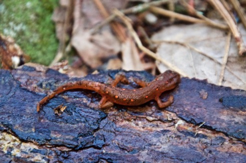 Red salamander EEAA
