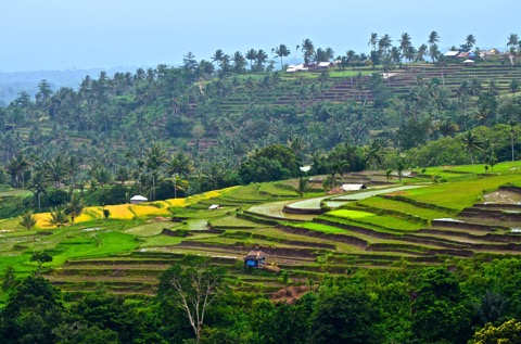 Rice paddie hillside