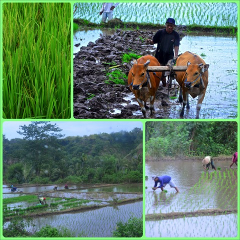 Rice paddies_Fotor_Collage