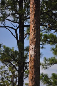 Tree nest