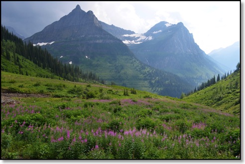 Alpine Meadow, Glacier National Park
