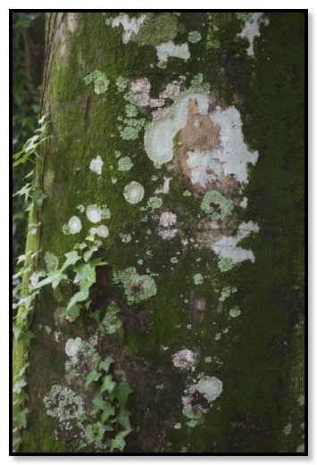 Beech 