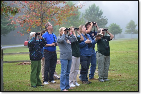 Bird walk 