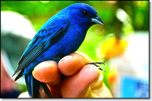 blue bunting JPG
