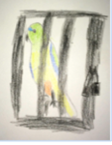 Captured Orange-bellied parrot