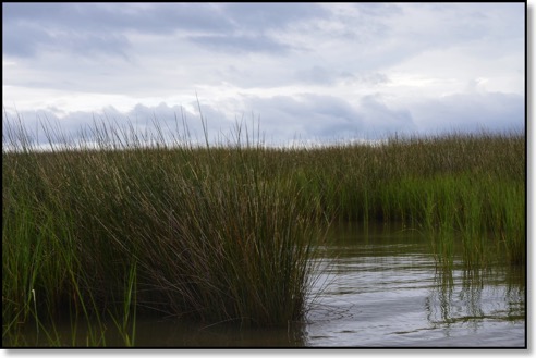 Habitat