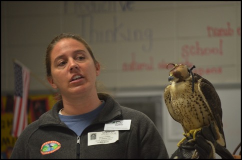 hooded falcon