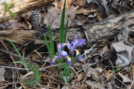 Iris