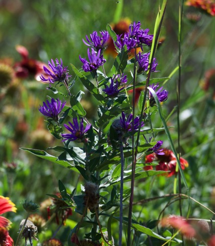 Limestine Park Prairie 