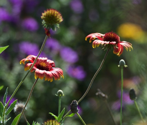 Limestone Wildflowers