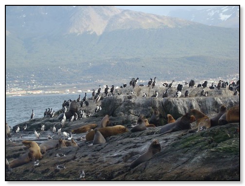 Megellanic Penguins