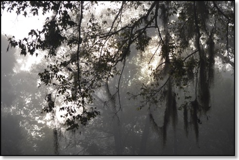 misty morning