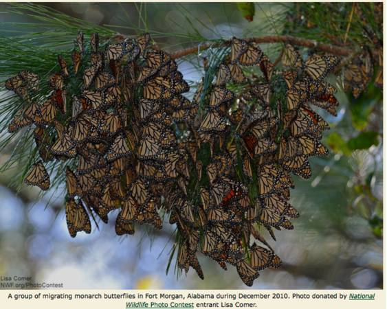monarchs alabama