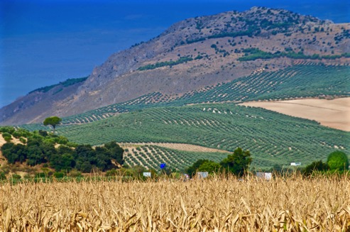 Olive groves