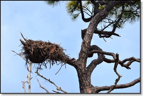 Osprey nest