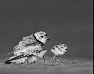 Piping Plover & chick Chap 6jpeg