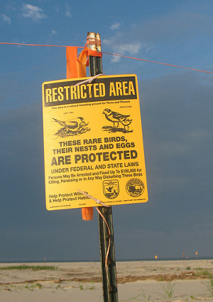 piping-plover-sign-aaron-knox