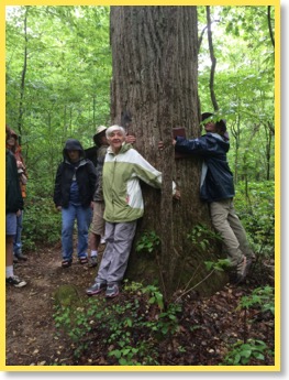 poplar tree