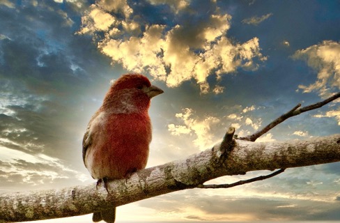 Purple Finch_Boris Datnow