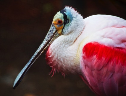 Roseate Spoonbill B&#39;ham Zoo
