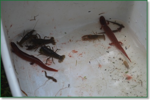Salamanders 