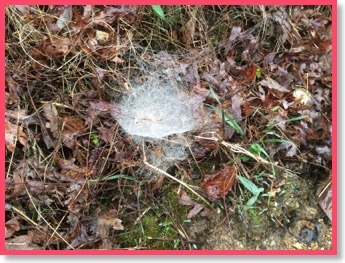 spider
