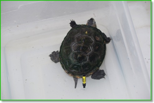 terrapin Turtle