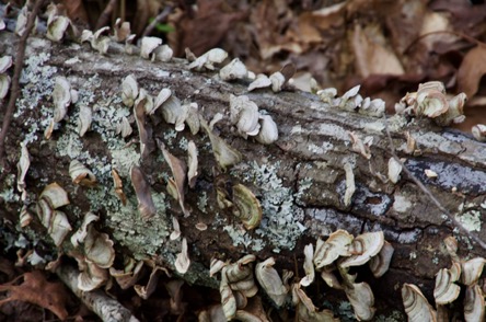 Turkey Tail Fungus_Claire Datnow