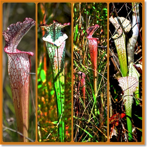 Vertical Pitcher Fotor_Collage