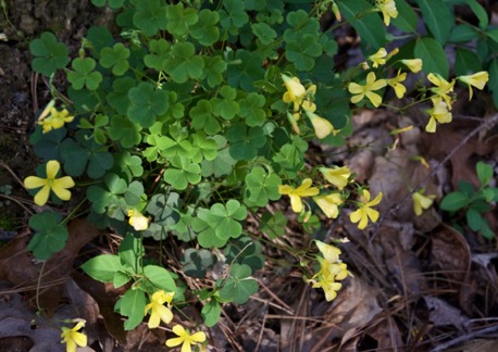 Yellow wood sorrel DSC_0007